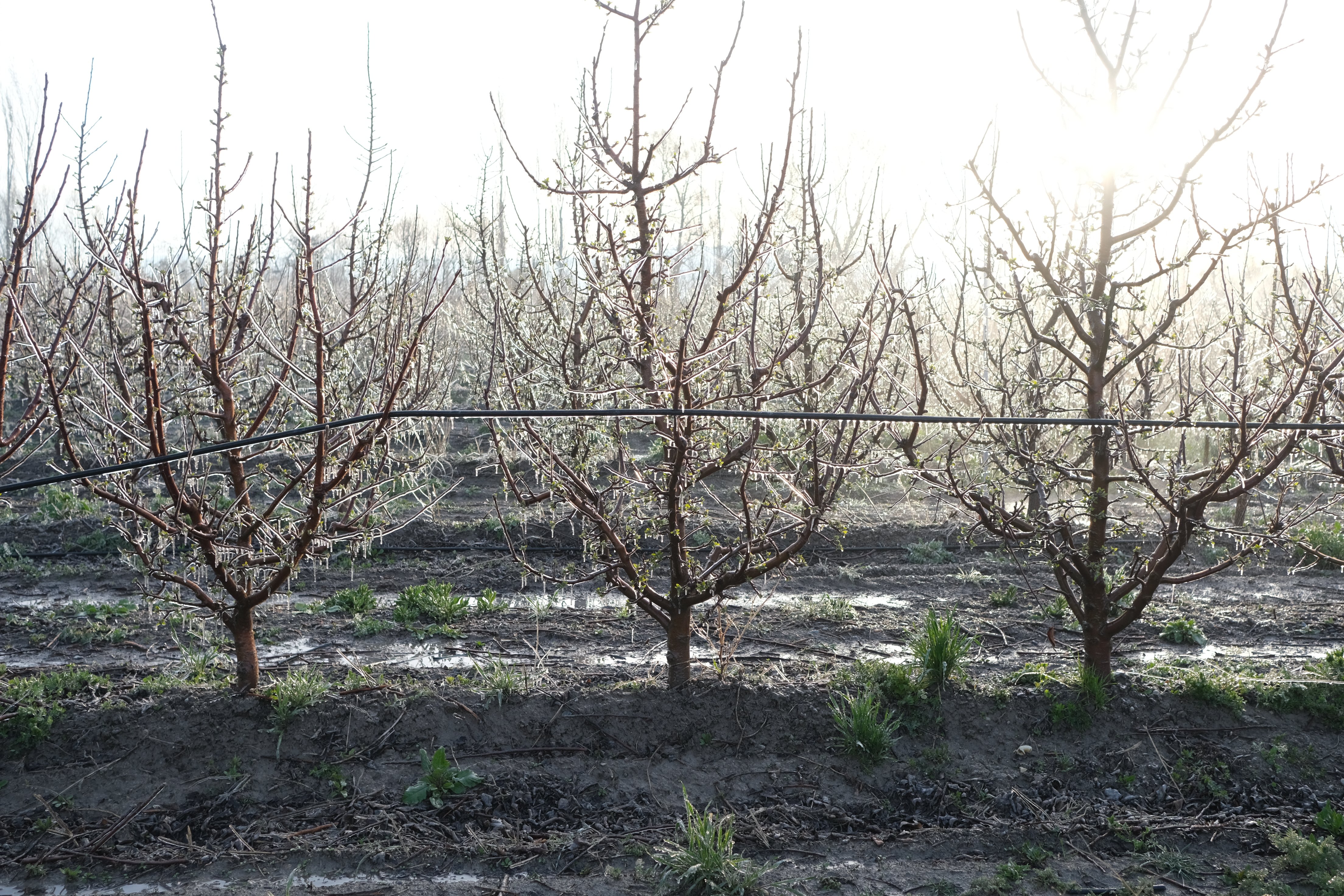 E L M A U R E T I C I S I Z I R A I D O N A K A R S I S P R I N G 1261117 375265